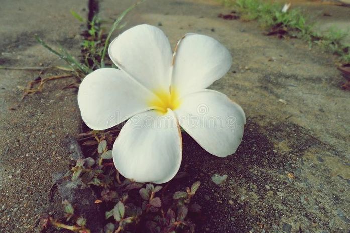 O homem, dentro de sua loucura, recolheu a flor,  aspirou seu perfume e com cara de contente, seguiu espalhando sua prosa, por invisíveis, universos.