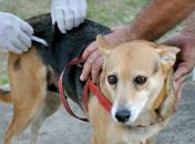 Campanha de Vacinação Antirrábica segue até o dia 8 de outubro em Arapiraca