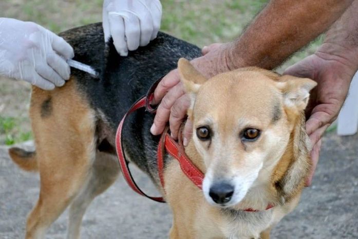 Campanha de Vacinação Antirrábica segue até o dia 8 de outubro em Arapiraca