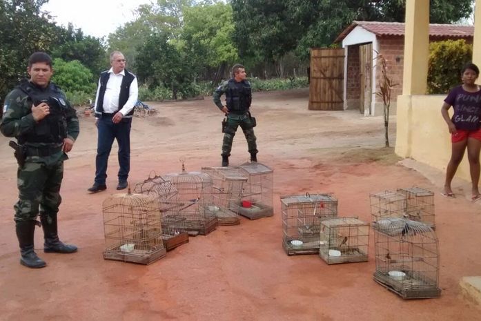FPi do São Francisco apreendeu pássaros silvestres