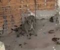 Sem água e sem comida: cães vítimas de maus-tratos são resgatados no interior
