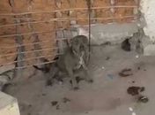 Sem água e sem comida: cães vítimas de maus-tratos são resgatados no interior