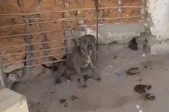Sem água e sem comida: cães vítimas de maus-tratos são resgatados no interior