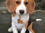 5 alimentos que você não pode dar para cachorros