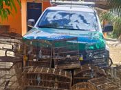Denúncias levam à apreensão de armas e 25 aves na zona rural de Ibateguara