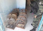 Operação apreende mais de 70 animais silvestres em Penedo