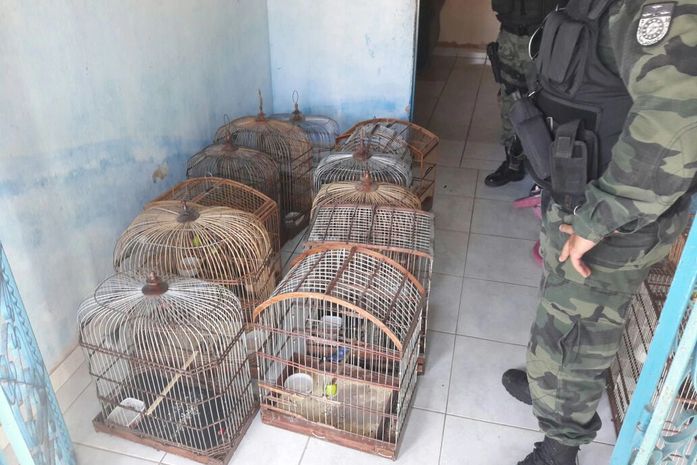 Operação apreende mais de 70 animais silvestres em Penedo