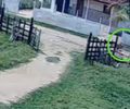 Menino impede tragédia ao salvar primo de 5 anos de manada em Palmeira dos Índios; confira o vídeo