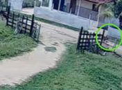Menino impede tragédia ao salvar primo de 5 anos de manada em Palmeira dos Índios; confira o vídeo
