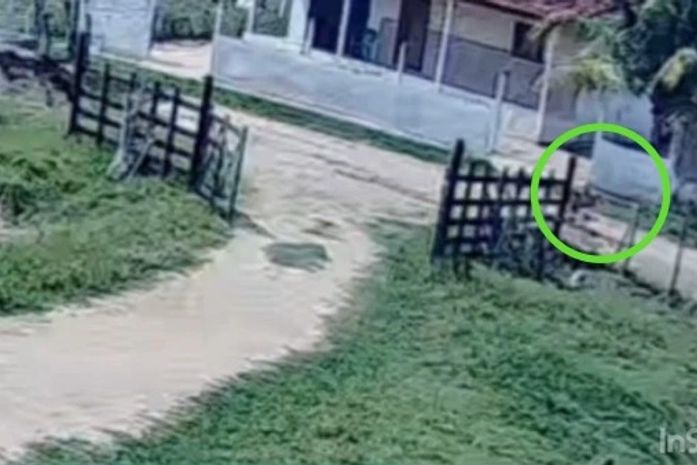 Menino impede tragédia ao salvar primo de 5 anos de manada em Palmeira dos Índios; confira o vídeo