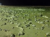 Centenas de bolas formadas por lama apareceram na faixa de areia em Peruíbe, SP
