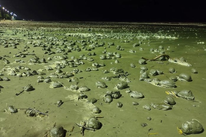 Centenas de bolas formadas por lama apareceram na faixa de areia em Peruíbe, SP