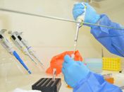 Alagoas tem seis casos confirmados de febre Oropouche