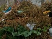 Corpo de bebê recém-nascida é encontrado em terreno abandonado