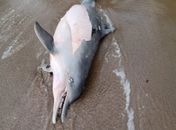 Golfinho é encontrado morto