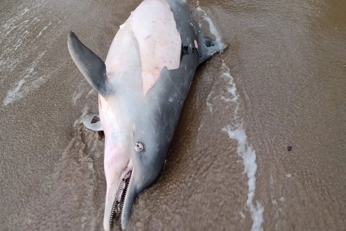 Golfinho é encontrado morto