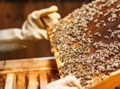 Curso reforça importância da cadeia produtiva de própolis vermelha alagoana