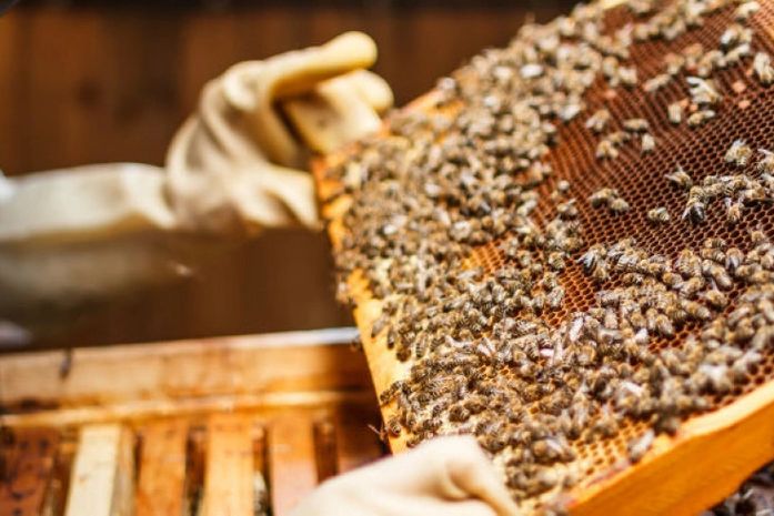 Curso reforça importância da cadeia produtiva de própolis vermelha alagoana