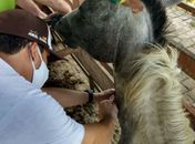 No Dia do Médico Veterinário, Sinfeagro homenageia categoria e pede maior valorização à profissão