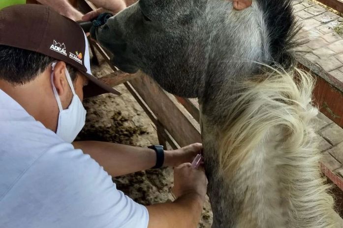 No Dia do Médico Veterinário, Sinfeagro homenageia categoria e pede maior valorização à profissão