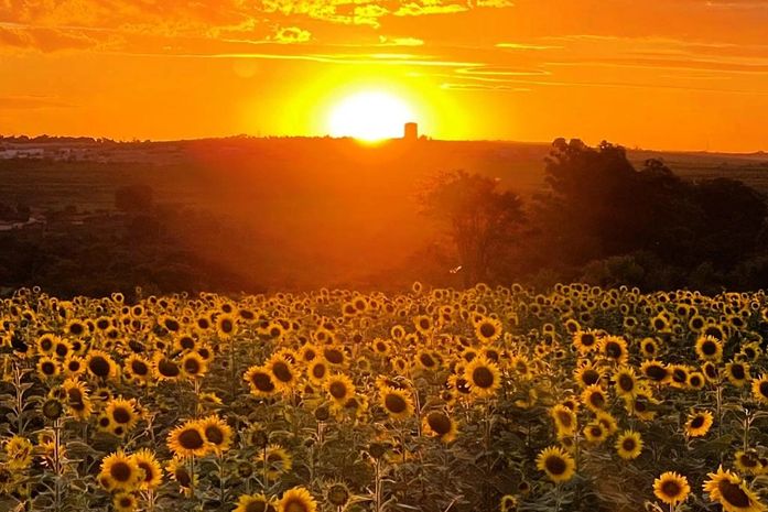 Em nome da vida, o Quilombo Birros, em Teotônio Vilela, AL, planta um jardim de girassóis. É uma ação do CEPSSAL no Setembro Amarelo
