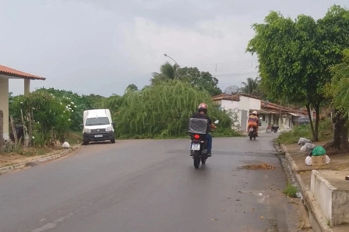 Queda de arvore deixa parte de rodovia obstruída em Arapiraca