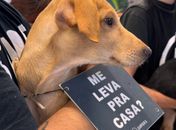 Animais resgatados buscam um novo lar em evento de adoção, em Maceió

