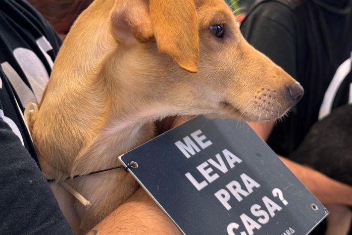 Animais resgatados buscam um novo lar em evento de adoção, em Maceió