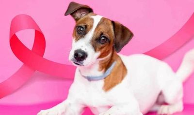 Veterinária alerta para câncer de mama em animais e explica como tutores podem identificar