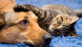 Quer adotar um pet? Maceió terá evento com cães e gatos à espera de um lar