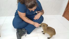 Filhote de capivara encontrado debilitado em AL tem reviravolta e segue para novo lar