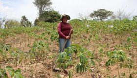 Mais de 20 mil agricultores alagoanos vão receber Garantia-Safra neste mês de março