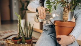 Quer comprar plantas em Maceió? Veja 5 lojas na cidade