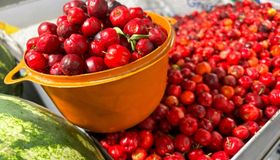 Feira reúne produtores de Alagoas e aposta no turismo rural como fonte de renda