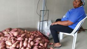 Da roça para a escola: agricultora transforma batata-doce e macaxeira em renda