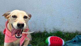 Feira de adoção de cães e gatos será realizada no Graciliano Ramos, em Maceió