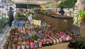 Maceió recebe Feira de Flores de Holambra com mais de 200 espécies a partir de R$ 5