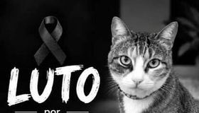 Projeto de lei pode proibir condenados por maus-tratos de adotar animais e trabalhar em pet shops em AL