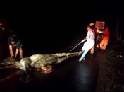 Animais soltos na pista provocam colisão entre caminhão Baú da prefeitura de Campo Alegre e um Chevrolet Classic