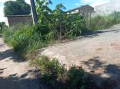 Cobras invadem loteamento e levam pânico aos moradores do Distrito Pé Leve