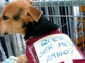 Dia do Amigo PET acontece neste sábado (20) em Arapiraca