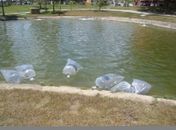 Arapiraca: Crânio humano é encontrado em lago do Parque Ceci Cunha