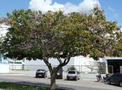 Árvore na Avenida Ceci Cunha