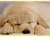 Arapiraca sedia Feira de Adoção de Animais na sexta