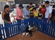 Doação de animais movimenta Largo Dom Fernando Gomes