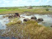Acidente envolvendo caminhão e bicicleta termina em tragédia
