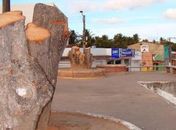 Serra elétrica extrai gigantescas árvores na Canafístula