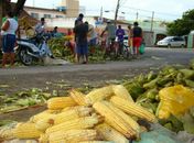 Estiagem provoca aumento no preço do milho em Arapiraca