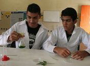 Alunos de escola em Lagoa da Canoa pesquisam criação de carrapaticida natural