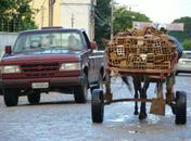 Projeto que prevê regulamentação em carroças cai no esquecimento em Arapiraca